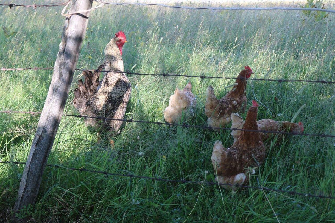 Hotel Organic Family Farm à Žabljak Extérieur photo